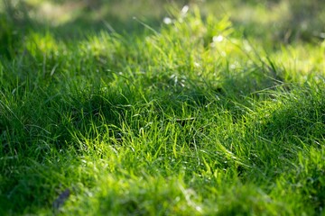 beautiful green field with lush green pasture growing on a farm in spring