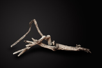 Dry tree branch isolated on black background.