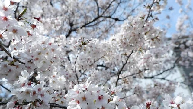Beautiful white Japanese Cherry blossom. 