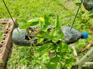 Reuse and Recycle DIY Design Plastic Water Bottle for Green Plants To reduce waste and environmental problems sustainably