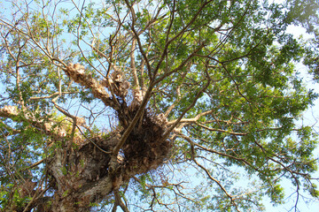High trees with green leaves, view from below, clear blue sky background