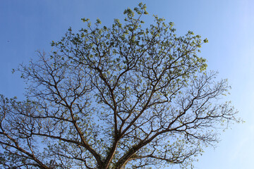 High trees, view from below, with clear blue sky background
