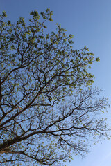 High trees, view from below, with clear blue sky background