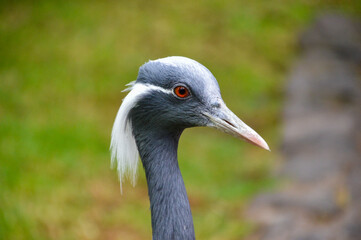 Grey crowned crane