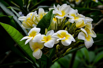 Exotic frangipani plumeria white and yellow flowers close up in the garden