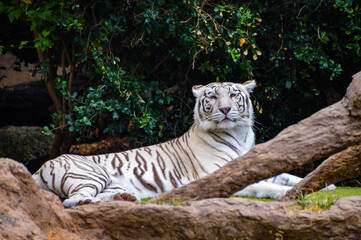 White tiger having rest in the shadow of trees and rocks