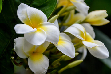 Fototapeta na wymiar Exotic frangipani plumeria white and yellow flowers close up in the garden