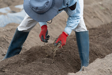 畑の雑草を抜く男性