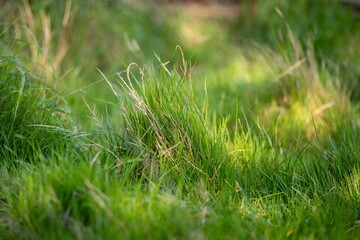 pasture and grasses on a regenerative farm. native plants storing carbon
