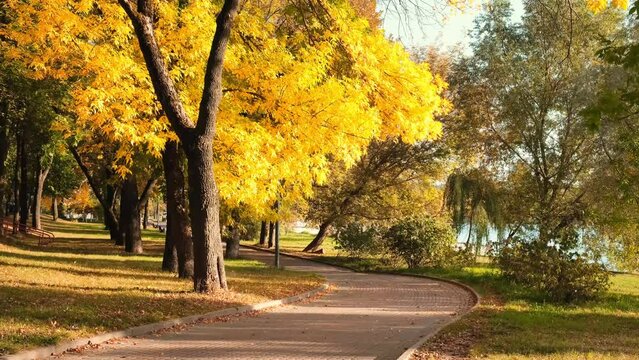 Autumn season. Beautiful empty hiking trail in the city park. Bright yellow trees. Golden hour. Beauty in nature. Path in the tranquil place on a sunny fall afternoon. Yellow landscape with footpath.
