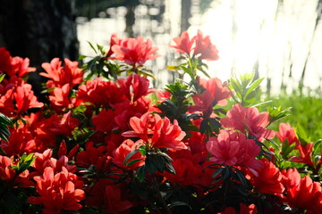 red tulips in garden with a morning sunrise on the river water surface on the background in the park of Buenos Aires, Argentina 