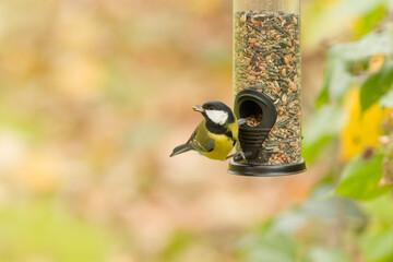 Great tit (Parus major) eating seeds from a bird feeder in garden, wild garden bird, close up wildlife