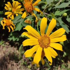 Mexican sunflower, T. rotundifolia, is a vigorous, drought tolerant warm season annual that is easy to grow in the ornamental garden with other common names of red sunflower of just tithonia