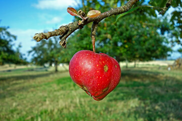 Apfel mit besonderer Form