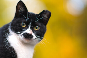 秋の黄色いイチョウを背にした日本の可愛らしい野良猫