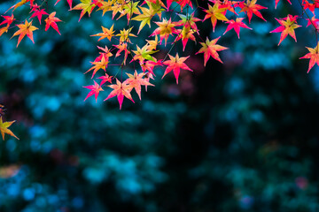 京都 秋の夕闇に浮かぶ今熊野観音寺の色鮮やかな紅葉