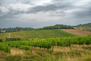 Fototapeta na wymiar Vineyards of Chianti near Poggibonsi