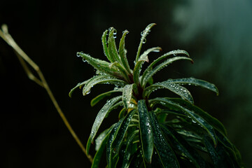 Dew-Kissed Foliage: Glistening droplets of morning dew delicately adorning the leaves, a testament to the beauty of nature's touch.