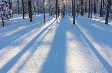 Winter in central Finland: a low sun casts long shadows in a snow covered boreal forest