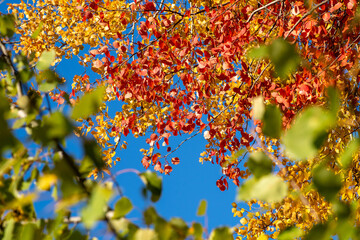 Multi-colored leaves on tree branches against a blue sky. Autumn background