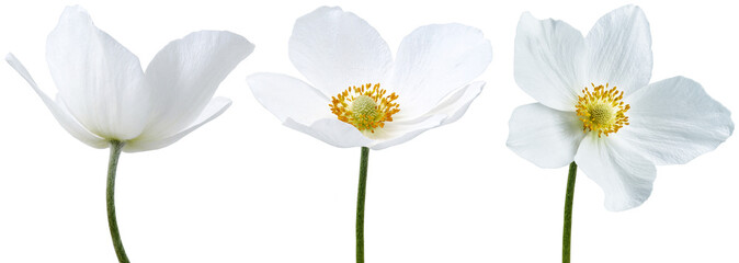 Set of white primrose flowers on  isolated background with clipping path. Flowers on a stem....