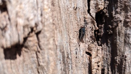 Texture of old dried olive tree macro shot