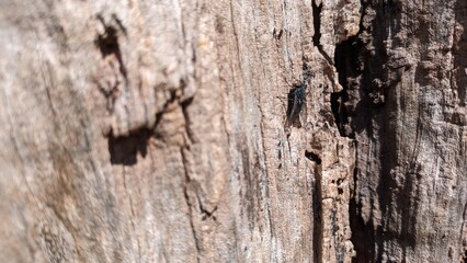 Texture of old dried olive tree macro shot