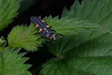 Une larve de la Coccinelle à sept points sur une feuille d'ortie (Coccinella septempunctata) © De Rebus Naturae