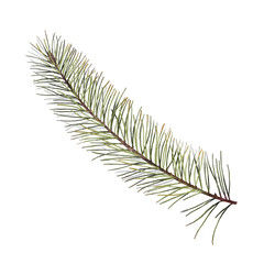 Green pine branch isolated on the transparent background. Watercolor illustration for winter designs