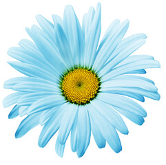 Chamomile   blue    flower isolated on  white  background. Close-up. For design.    Transparent background.   Nature.
