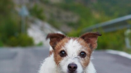 the dog runs along the road. Funny Jack Russell Terrier on a background of mountains