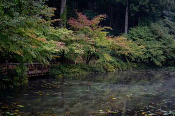 Namonaki Pond or Monet Pond crystal clear pond during summer evening at Gifu , Japan : 30 August 2019