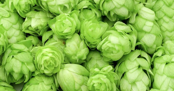 Fresh green hops. Close up.