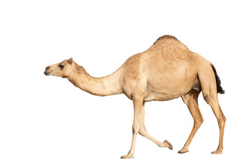 Arabian camel in motion against a clean white backdrop, desert animal of the Middle East - obrazy, fototapety, plakaty