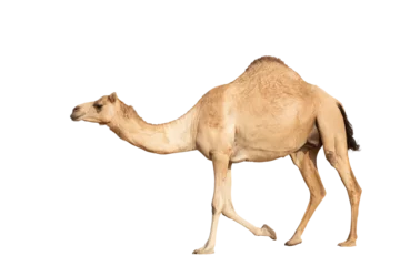 Rolgordijnen Arabian camel in motion against a clean white backdrop, desert animal of the Middle East © DGPhotography