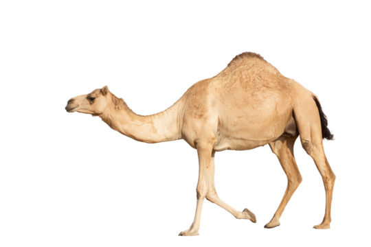Arabian camel in motion against a clean white backdrop, desert animal of the Middle East