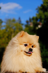 Portrait of a small cute Pomeranian puppy.
