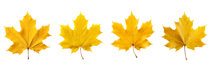 Set of yellow maple leaves isolated on a transparent or white background