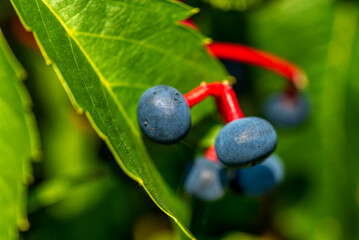 The fruits of a climbing ornamental plant called Vinoblue five-leafed seedlings are common on property fences in the city of Białystok in Podlasie, Poland.
