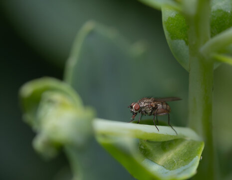 A close up macro shot of a fly waiting on a green plant