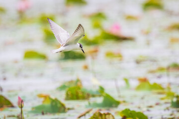 Beautiful whiskered tern bird flying in the swamp.