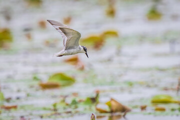 Beautiful whiskered tern bird flying in the swamp. - obrazy, fototapety, plakaty