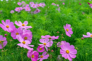 ピンクの鮮やかなコスモス