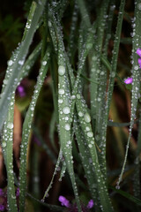 Fototapeta premium Wassertropfen auf Gras