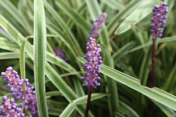 flower in the garden