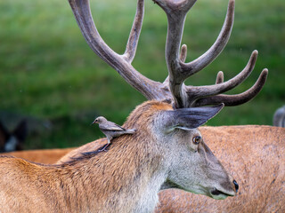 Starling Feeding on Flies from a Red Deer Stag