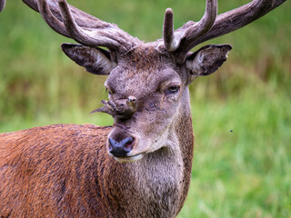 Obraz premium Starling Feeding on Flies from a Red Deer Stag