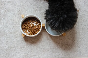 Black dog with long curly heating and drinking water. Poodle drinking from its bowl at home. Only...