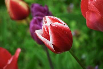 Rote Tulpe