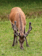 Starling Feeding on Flies from a Red Deer Stag